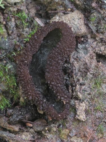 drsnočiaška olivová