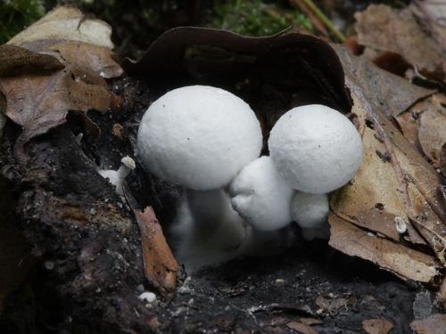 príživnica prášnicovitá / rovetka pýchavkovitá