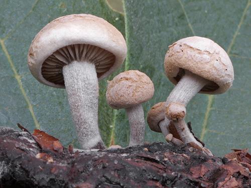 príživnica prášnicovitá / rovetka pýchavkovitá