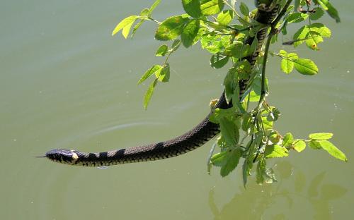 užovka obojková