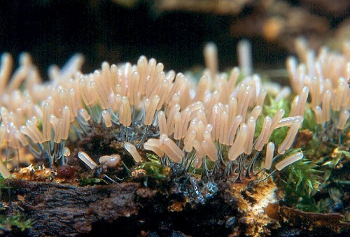 Pazdéreček paluškovitý