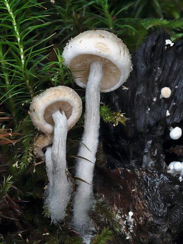 príživnica prášnicovitá / rovetka pýchavkovitá