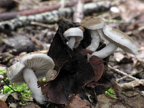 príživnica prášnicovitá / rovetka pýchavkovitá