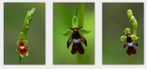 hmyzovník muchovitý