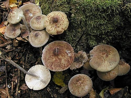 prilbička ryhovaná / helmovka rýhonohá