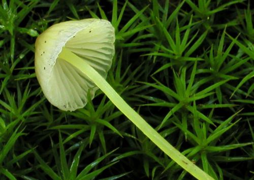 prilbička slizká / helmovka slizká