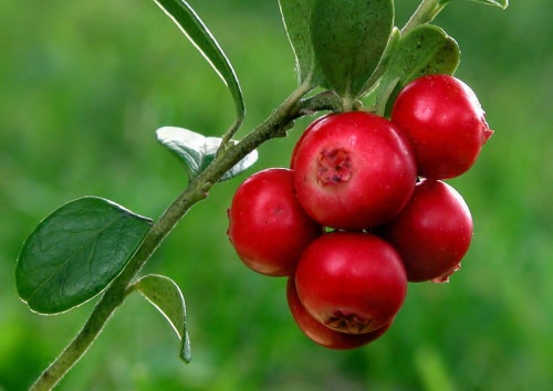 brusnica obyčajná
