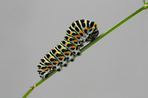 Papilio machaon