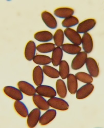 Hnojník Krieglsteinerov