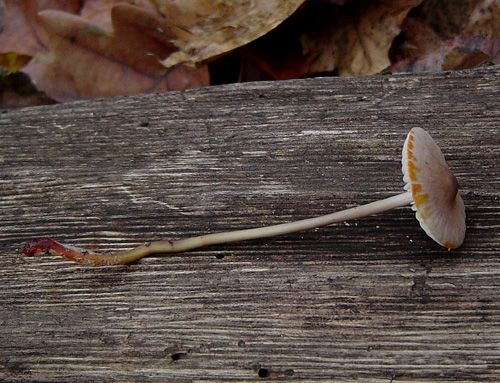 prilbička šafránová / helmovka šafránová