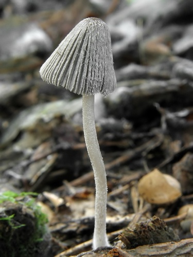 Hnojník Krieglsteinerov