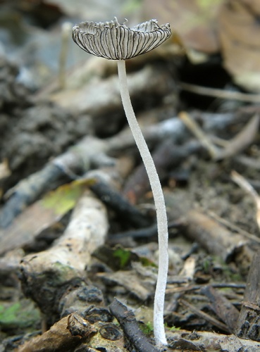 Hnojník Krieglsteinerov