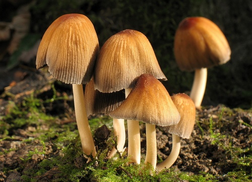 hnojník ligotavý / hnojník třpytivý