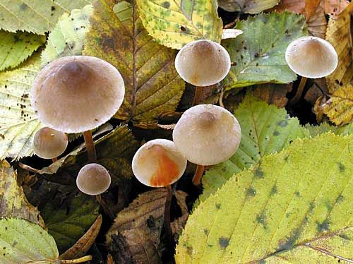 prilbička šafránová / helmovka šafránová