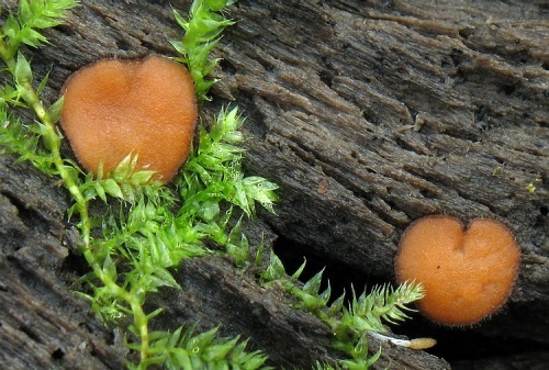 štítovnička (bližšie neurčená)