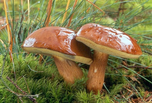suchohríb hnedý / hřib hnědý
