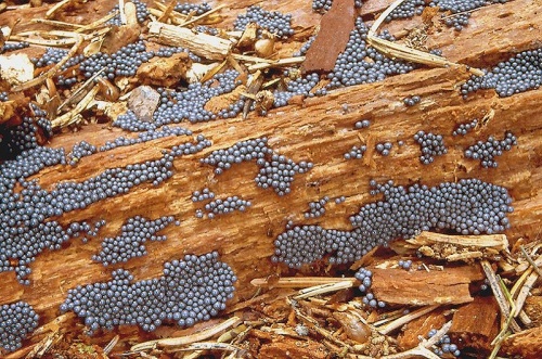 řešetovka hlínová (CZ)