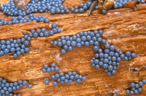 řešetovka hlínová (CZ)