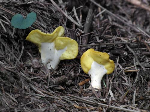 lopatička žltkastá / lopatička kyjovitá