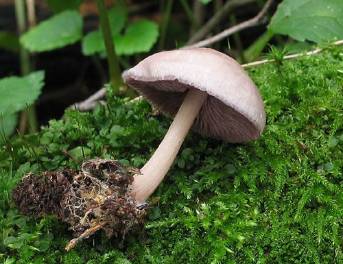 prilbička zúbkovaná / helmovka zoubkatá
