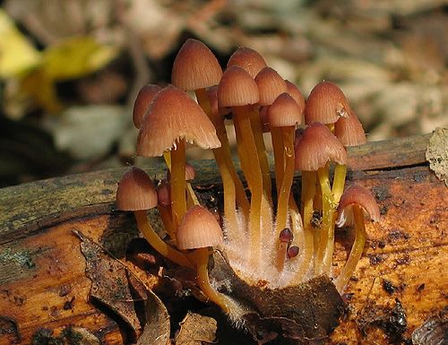 prilbička žltohlúbiková / helmovka žlutonohá