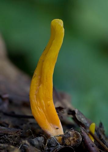 pakonárovka vretenovitá