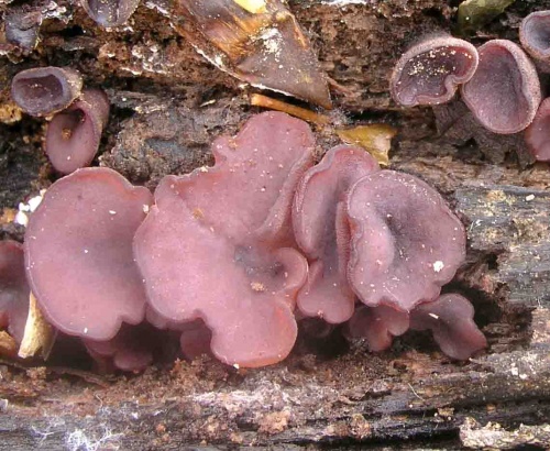 vrtidlovka veľkovýtrusná / čihovitka větší