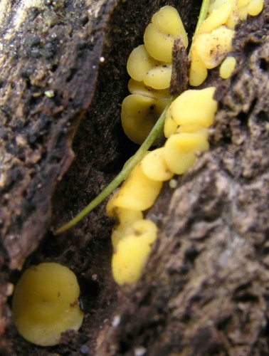 okrasník žltý / voskovička citrónová