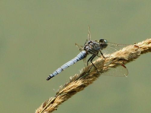 vážka modrá / vážka žlutoskvrnná / Keeled Skimmer