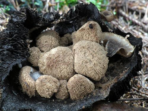 príživnica prášnicovitá / rovetka pýchavkovitá