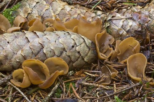 uško zajačie / ouško zaječí