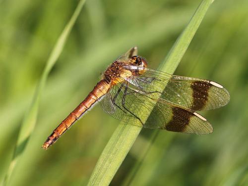 vážka pásavá / vážka podhorní / Banded Darter