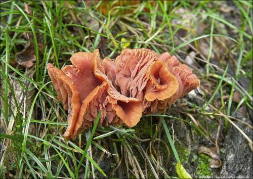 lakovka obyčajná / lakovka obecná