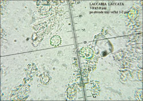 lakovka obyčajná / lakovka obecná