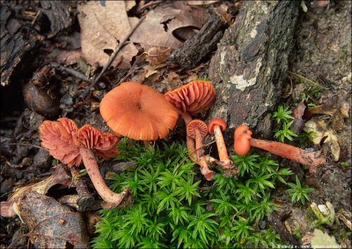 lakovka obyčajná / lakovka obecná