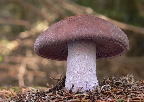 pôvabnica fialová / čirůvka fialová