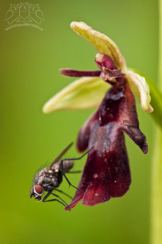 hmyzovník muchovitý