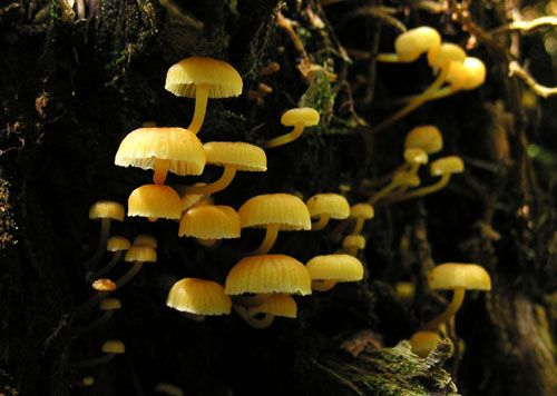 tanečnička zvončekovitá / kalichovka zvonečková