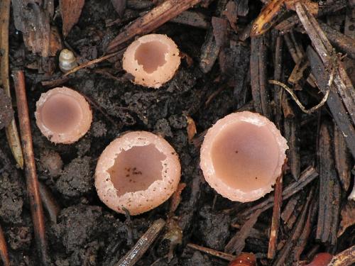 zemnička běločervená (CZ)