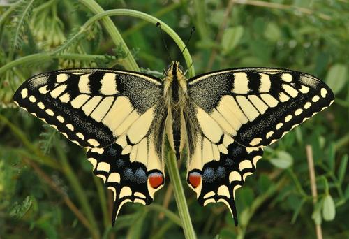 Papilio machaon