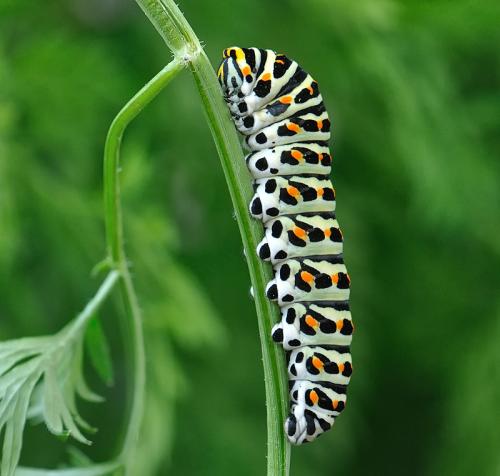 Papilio machaon