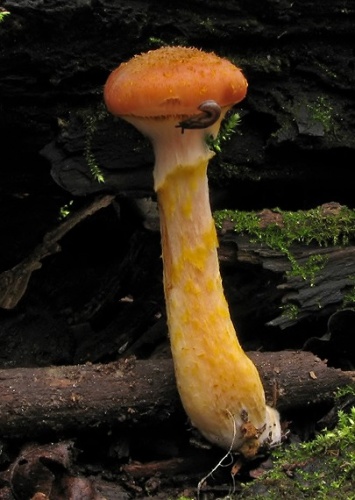 podpňovka žltá / václavka hlíznatá
