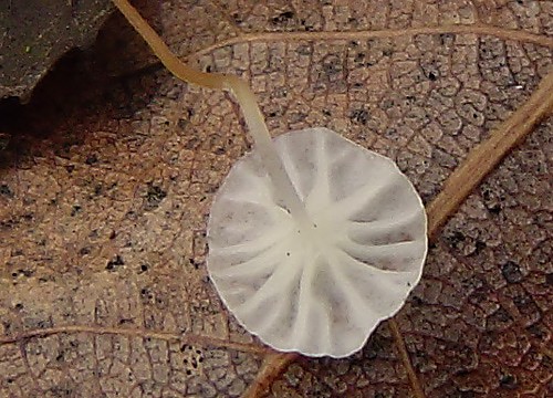 tancuľka / špička Vaillantova
