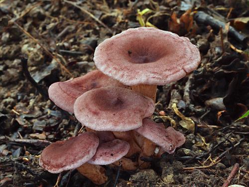 rýdzik fialovkastý / ryzec lilákový