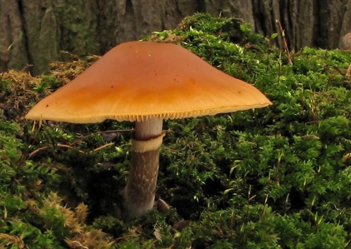 kapucňovka okrovohnedastá / čepičatka jehličnanová