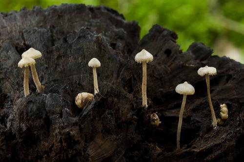 peniazovka Cookova / penízovka Cookeova