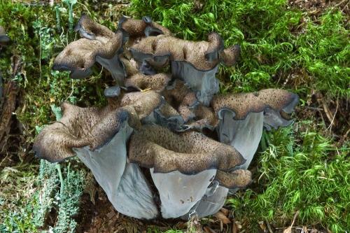 lievik trúbkovitý / stroček trubkovitý