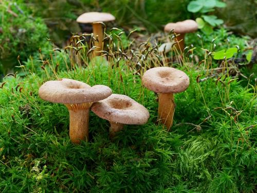 rýdzik fialovkastý / ryzec lilákový