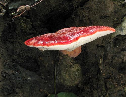 pečeňovec dubový / pstřeň dubový