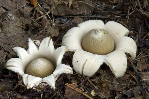 hviezdovka strapkatá / hvězdovka brvitá